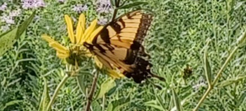 Butterfly having a light snack